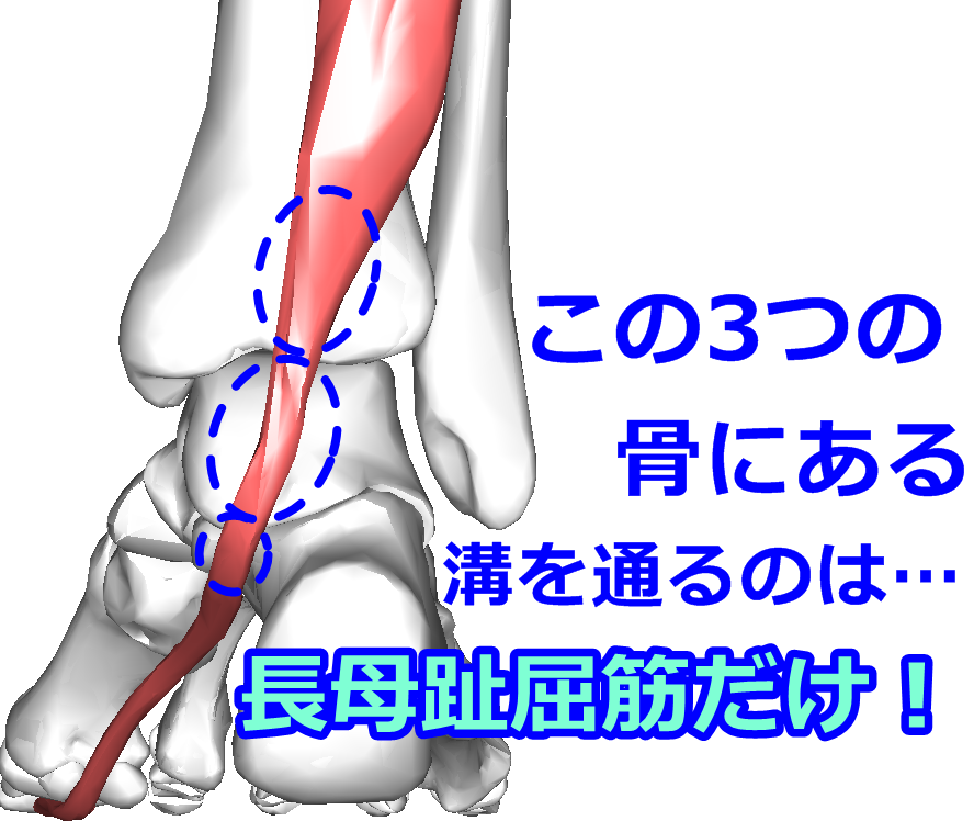 足関節背屈制限因子になる3つの要因