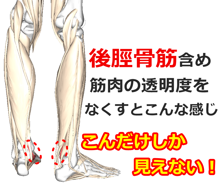 足関節背屈制限因子になる3つの要因