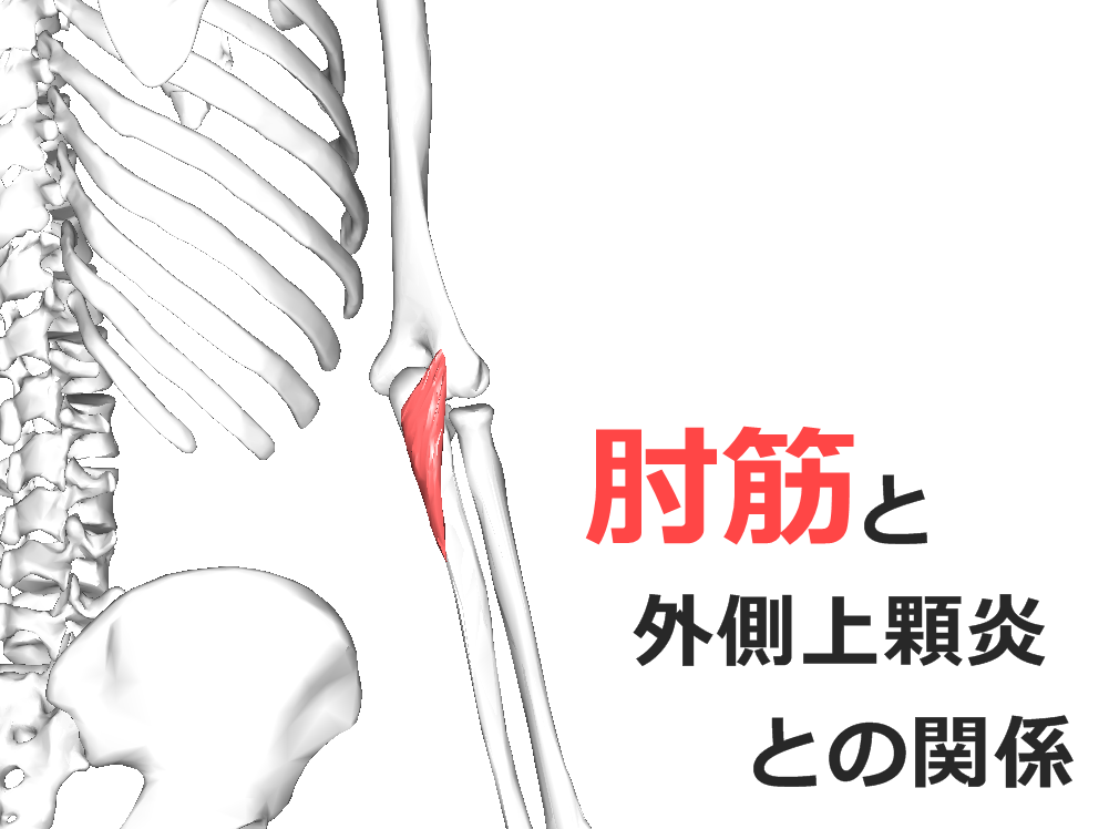 【肘筋】解剖学、ストレッチ方法と臨床で役立つ3つの特徴