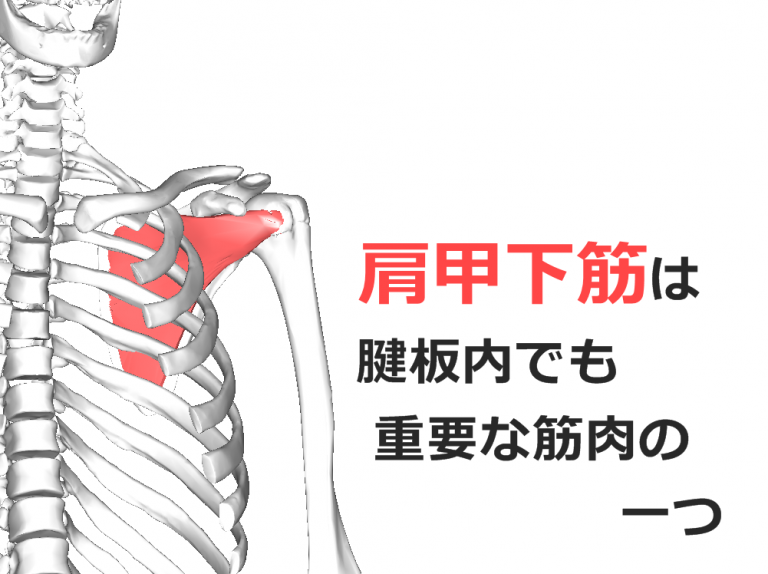 【肩甲下筋】解剖学、ストレッチ方法と臨床で役立つ3つの特徴 【肩甲下筋】解剖学、ストレッチ方法と臨床で役立つ3つの特徴