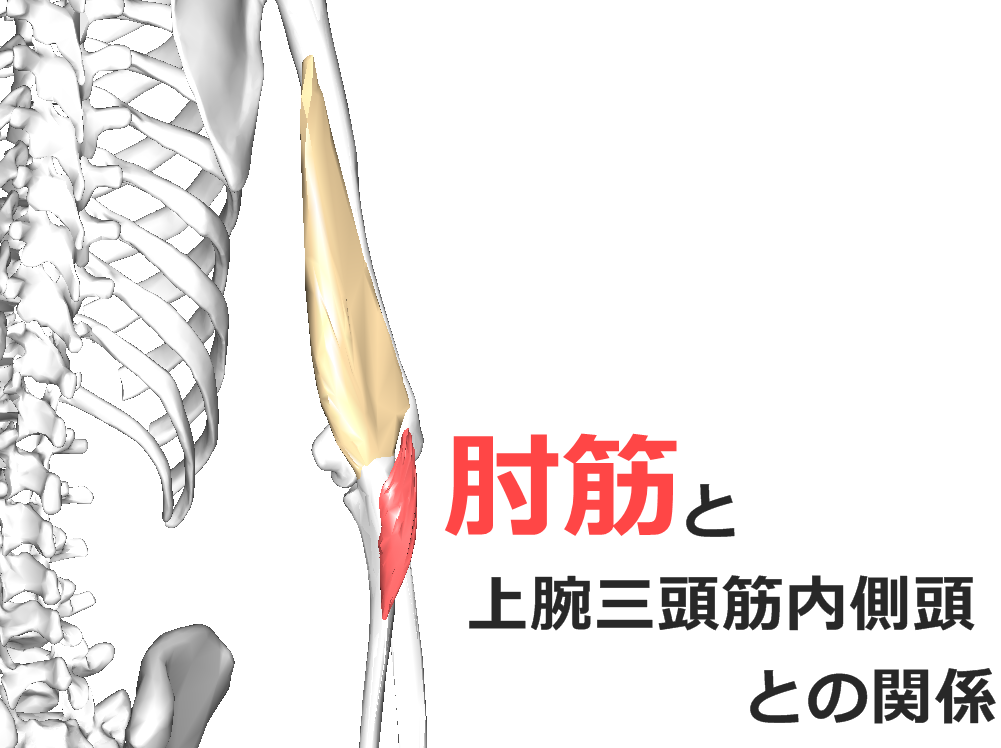 【肘筋】解剖学、ストレッチ方法と臨床で役立つ3つの特徴