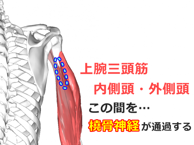 【上腕三頭筋】解剖学、ストレッチ方法と臨床で役立つ3つの特徴 【上腕三頭筋】解剖学、ストレッチ方法と臨床で役立つ3つの特徴