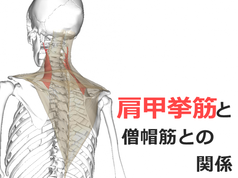 【肩甲挙筋】解剖学、ストレッチ方法と臨床で役立つ3つの特徴