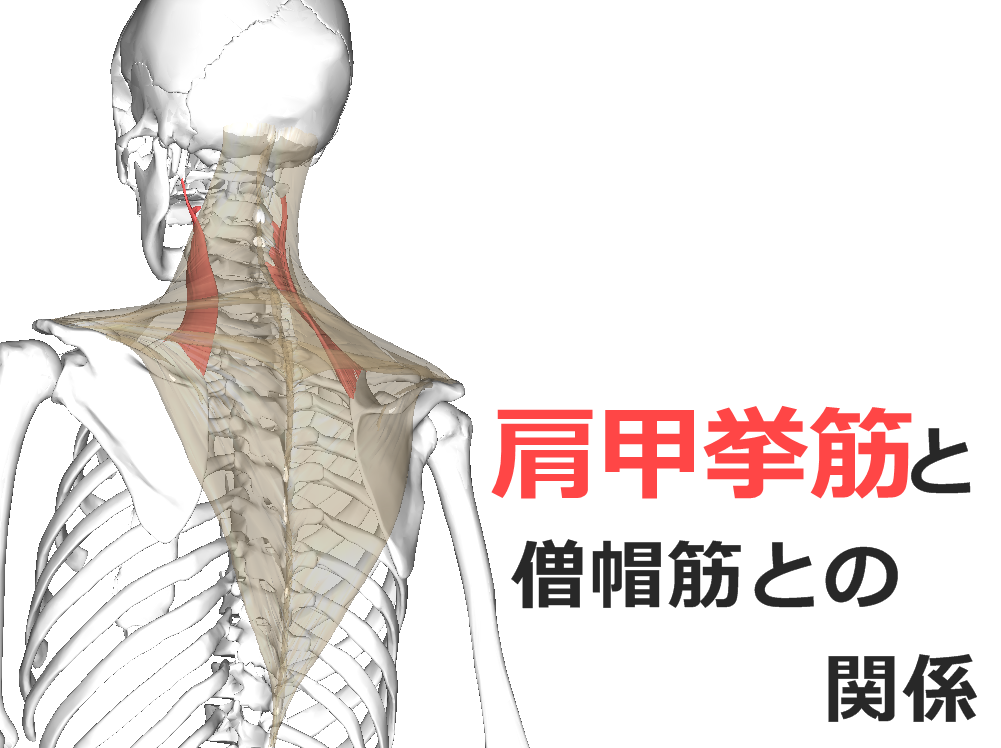 【肩甲挙筋】解剖学、ストレッチ方法と臨床で役立つ3つの特徴