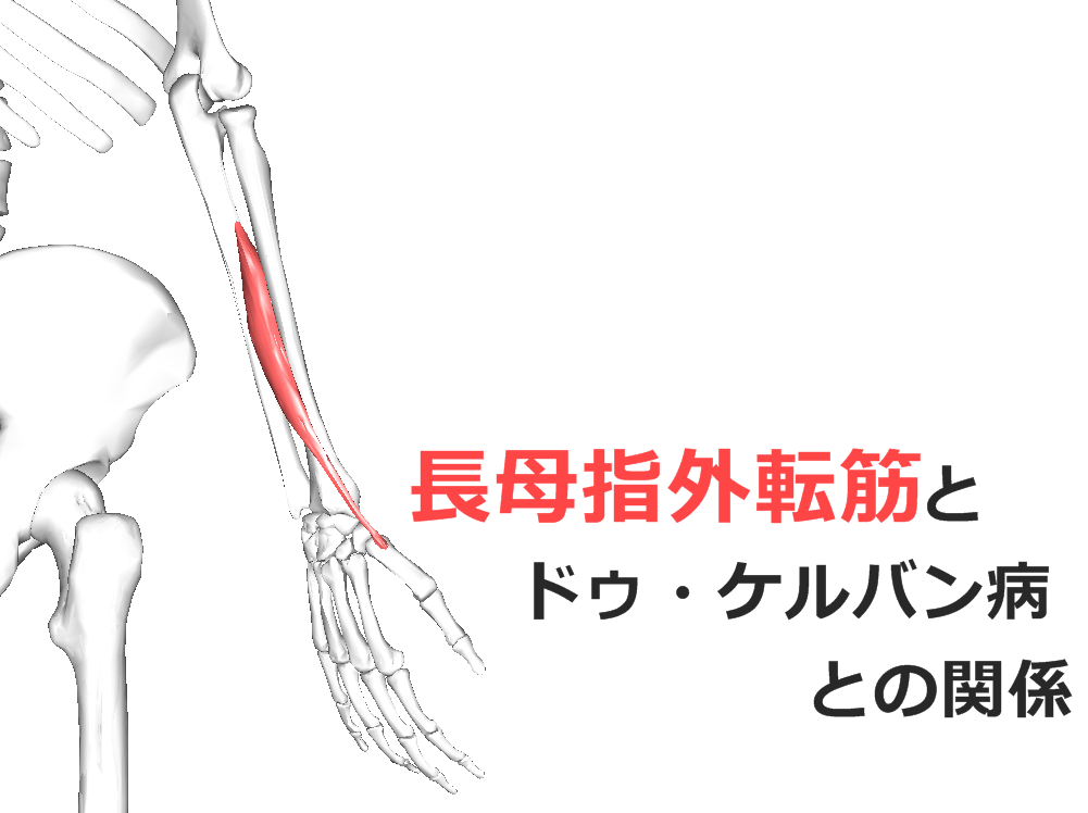 【長母指外転筋】解剖学、ストレッチ方法と臨床で役立つ3つの特徴