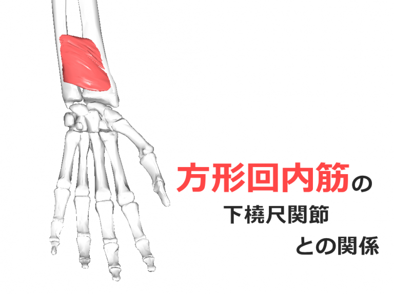 【方形回内筋】解剖学、ストレッチ方法と臨床で役立つ3つの特徴