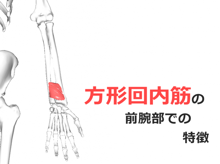 【方形回内筋】解剖学、ストレッチ方法と臨床で役立つ3つの特徴