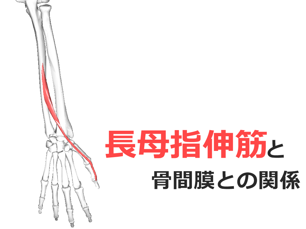 【長母指伸筋】解剖学、ストレッチ方法と臨床で役立つ3つの特徴